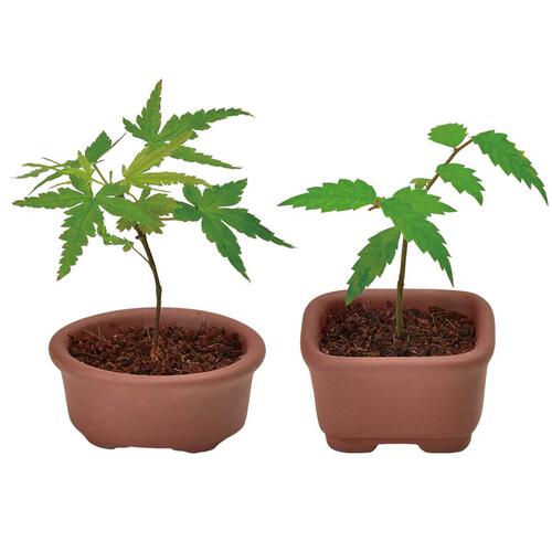 Seishin Growing Capsule-Bonsai Collection - Blind Box (1Pc)