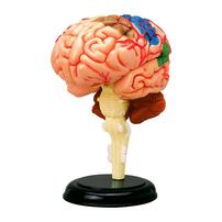 4D Human Anatomy 人體解剖學大腦解剖模型