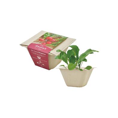 Seishin 環保甘蔗紙盆盆栽 - 蘿蔔