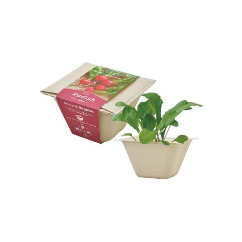 Seishin 環保甘蔗紙盆盆栽 - 蘿蔔