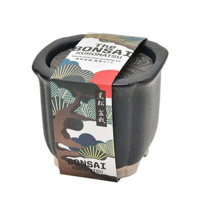 Seishin 日式陶瓷小盆栽 - 黑松