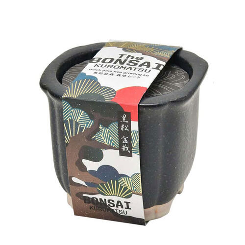 Seishin 日式陶瓷小盆栽 - 黑松