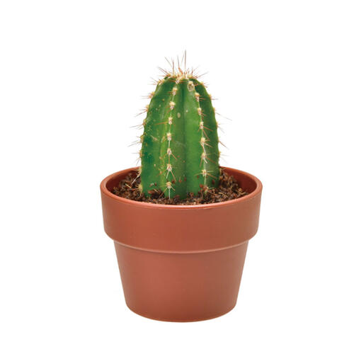 Seishin 仙人掌小盆栽扭蛋 - 盲盒(單件裝)