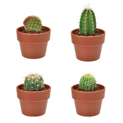 Seishin 仙人掌小盆栽扭蛋 - 盲盒(單件裝)