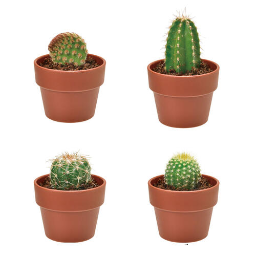 Seishin 仙人掌小盆栽扭蛋 - 盲盒(單件裝)