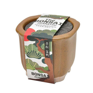 Seishin 日式陶瓷小盆栽 - 赤松