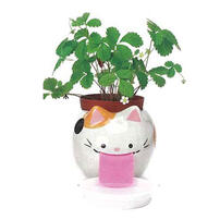 Seishin Peropon Papa - Cat Wild Strawberry