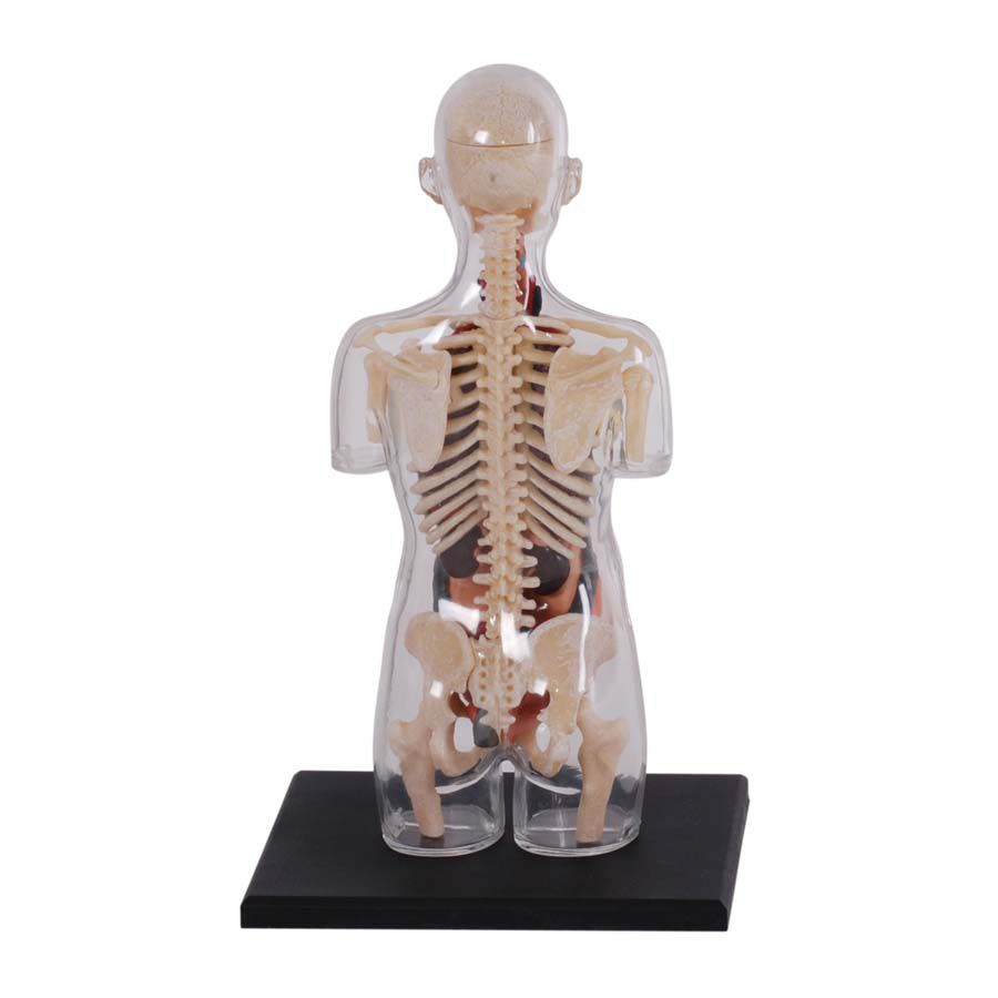 4D Human Anatomy 人體解剖學透明孕婦軀幹解剖模型| 香港玩具“反”斗城