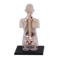 4D Human Anatomy 人體解剖學透明孕婦軀幹解剖模型
