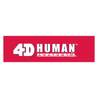 4D Human Anatomy